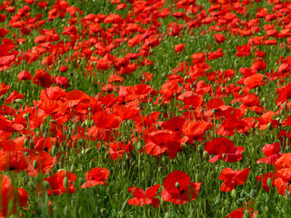 Red Poppy Meadow, Symbolizing Red Green