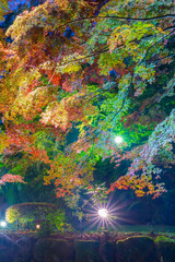 Fototapeta na wymiar 熱海梅園のライトアップされた紅葉　静岡県熱海市　もみじまつり