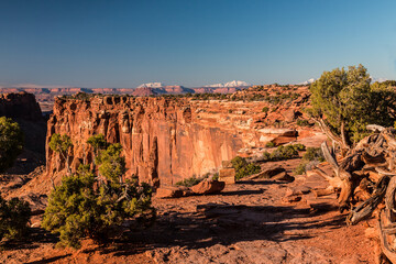 Twisted Juniper Trees at The White Rim Overlook, Canyonlands National Park, Utah, USA
