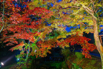 Obraz na płótnie Canvas 熱海梅園のライトアップされた紅葉　静岡県熱海市　もみじまつり