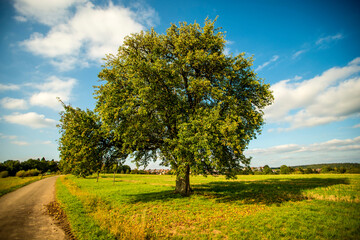 cider tree with ripe pears