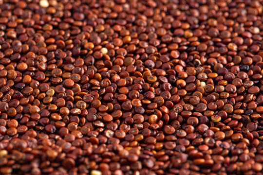 Background of Red Quinoa Closeup