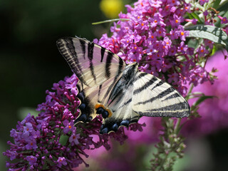 Butterfly Iphiclides Podalirius On Butterfly Bush Flowers