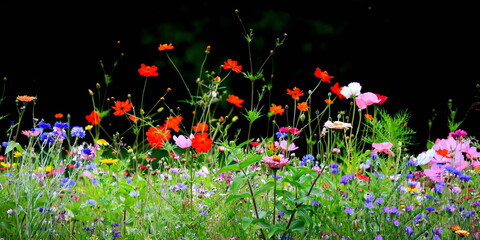 meadow with a lot of colorful flowers