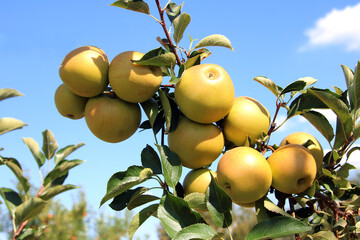 apple
