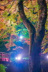 熱海梅園のライトアップされた紅葉　静岡県熱海市　もみじまつり