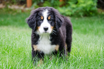 Bernese Mountain Dog Puppy in Alaska