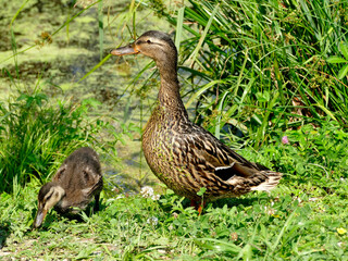 mallard duck with offspring beside a pond