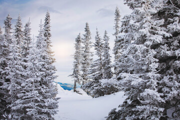 Winter natural snowy forest landscape.