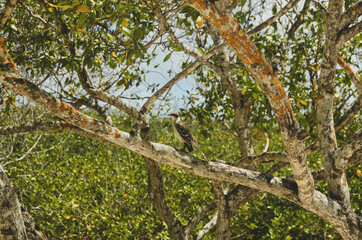 Bird perched on tree branch in sunny Galapagos beach 