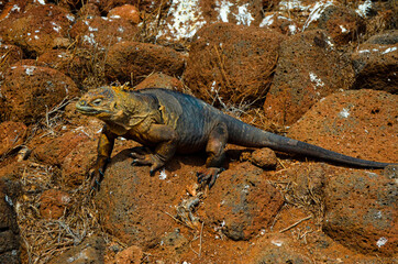 Land Iguana relaxing under a Cactus on Galapagos Island 