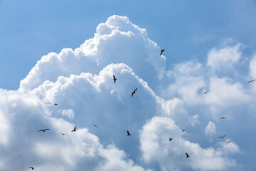 Birds and cumulus clouds