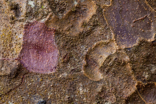 Closeup of bark from an ancient Kauri tree on the North Island of New Zealand
