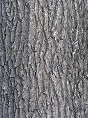 The texture of the bark of an old willow