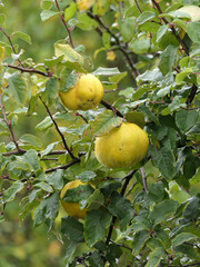 Quince Tree With Ripe Yellow Quinces