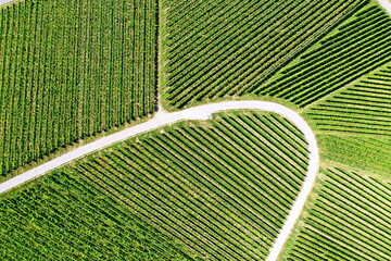 Vineyard from above