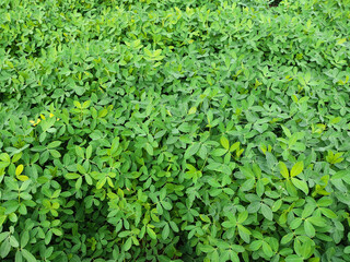 Peanuts farm, Peanut Field, Peanut Tree, Peanuts plantation fields, Farm land in India background