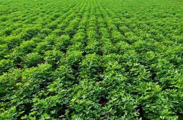 Peanuts farm, Peanut Field, Peanut Tree, Peanuts plantation fields, Farm land in India background