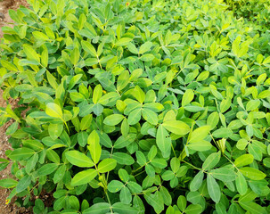 Peanuts farm, Peanut Field, Peanut Tree, Peanuts plantation fields, Farm land in India background