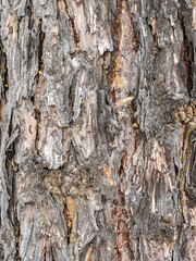 Old wood bark texture or background.