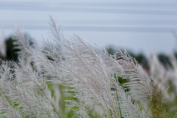 The reed flower was traveling on the side of the road.