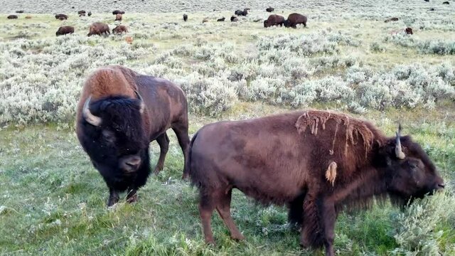 Bison on side of road in Yellowstone National Park