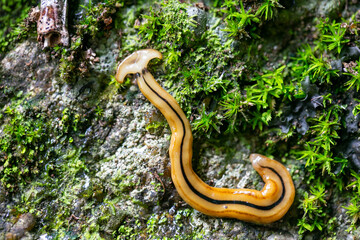 Hammerhead worm and green moss on rock