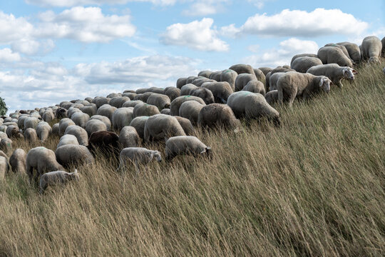 Flock of sheep on the Elbe dike
