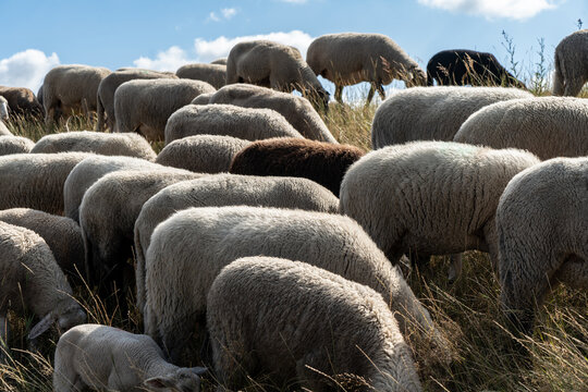 Flock of sheep on the Elbe dike