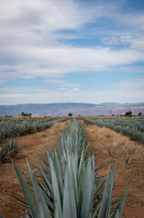 Campo de plantas de agave, produccion de tequila