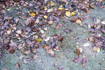 Vestigios de otoño, hojas caidas.