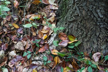 Vestigios de otoño, hojas caidas.