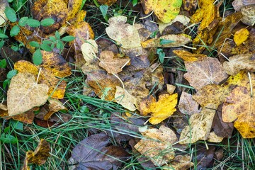 Vestigios de otoño, hojas caidas.