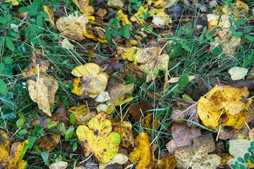 Vestigios de otoño, hojas caidas.