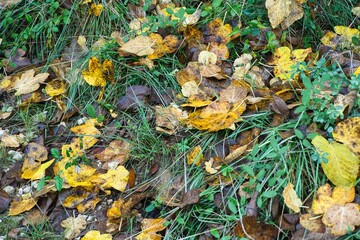Vestigios de otoño, hojas caidas.