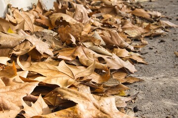 Vestigios de otoño, hojas caidas.