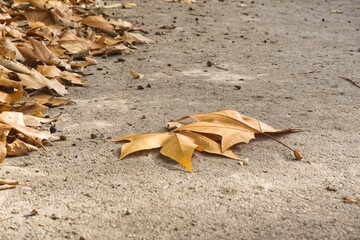 Vestigios de otoño, hojas caidas.
