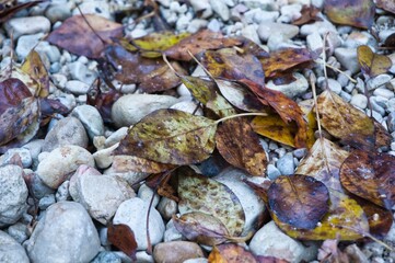Vestigios de otoño, hojas caidas.