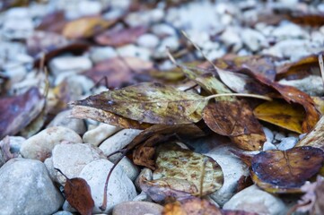 Vestigios de otoño, hojas caidas.