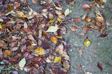 Vestigios de otoño, hojas caidas.