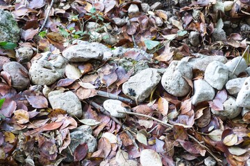 Vestigios de otoño, hojas caidas.