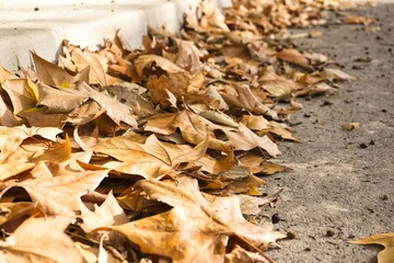 Vestigios de otoño, hojas caidas.