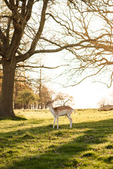 deer in the park