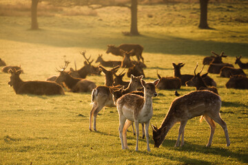 group of deer in the grass