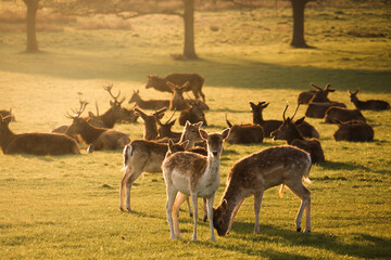 herd of deer