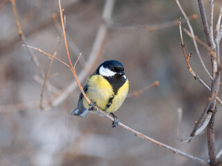 Cute bird Great tit, songbird sitting on a branch without leaves in the autumn or winter.