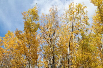 Autumn In The Forest, Elk Island National Park, Alberta