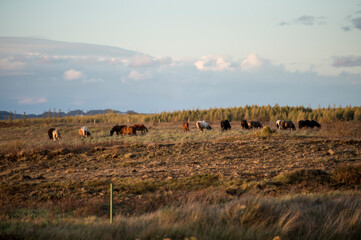 Obraz premium herd of horses