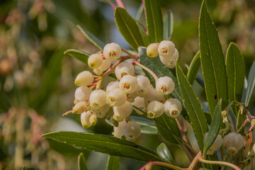 020-12-14 A LATE BLOOMING CHERRY TREE WITH YELLOW AND RED BUDS AND A GREEN BACKGROUND