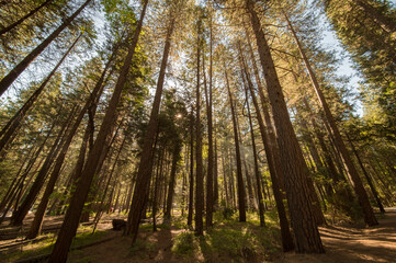 Obraz premium forest in the morning